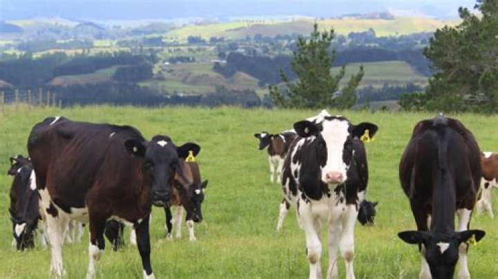 A Journey Of Genetic Excellence